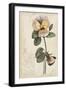 Garden Studies I-Grace Popp-Framed Art Print