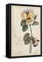 Garden Studies I-Grace Popp-Framed Stretched Canvas