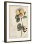 Garden Studies I-Grace Popp-Framed Art Print