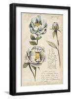 Garden Studies IV-Grace Popp-Framed Art Print