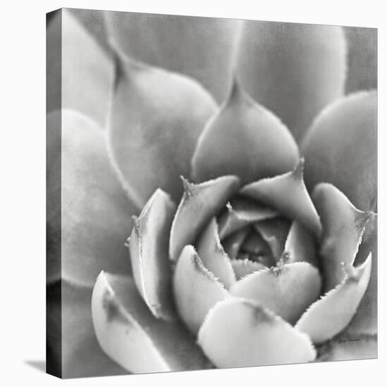 Garden Succulent III-Laura Marshall-Stretched Canvas