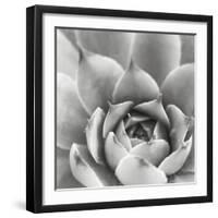 Garden Succulent III-Laura Marshall-Framed Photo