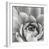 Garden Succulent III-Laura Marshall-Framed Photo