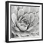 Garden Succulent IV-Laura Marshall-Framed Photo