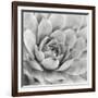 Garden Succulent IV-Laura Marshall-Framed Photo