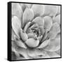 Garden Succulent IV-Laura Marshall-Framed Stretched Canvas