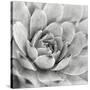 Garden Succulent IV-Laura Marshall-Stretched Canvas