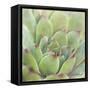 Garden Succulents I Color-Laura Marshall-Framed Stretched Canvas