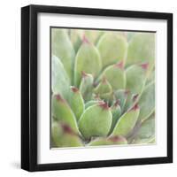 Garden Succulents I Color-Laura Marshall-Framed Art Print