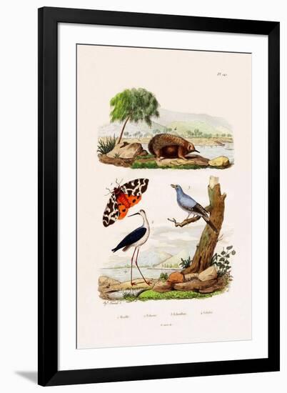 Garden Tiger, 1833-39-null-Framed Giclee Print