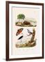 Garden Tiger, 1833-39-null-Framed Giclee Print