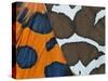 Garden tiger moth close up of patterns on wings, UK-Ernie Janes-Stretched Canvas