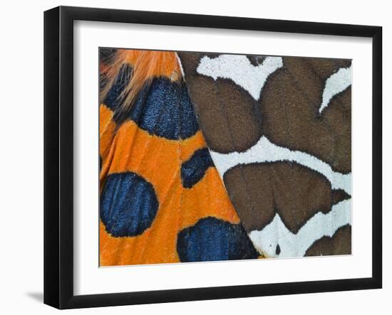 Garden tiger moth close up of patterns on wings, UK-Ernie Janes-Framed Photographic Print