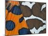 Garden tiger moth close up of patterns on wings, UK-Ernie Janes-Mounted Photographic Print