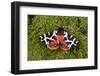 Garden tiger moth Killard Point NNR, Ballyhornan, County Down, Northern Ireland-Robert Thompson-Framed Photographic Print