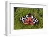 Garden tiger moth Killard Point NNR, Ballyhornan, County Down, Northern Ireland-Robert Thompson-Framed Photographic Print