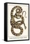 Garden Tree Boa from Paraguay, Amazon-Albertus Seba-Framed Stretched Canvas