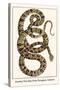 Garden Tree Boa from Paraguay, Amazon-Albertus Seba-Stretched Canvas