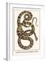 Garden Tree Boa from Paraguay, Amazon-Albertus Seba-Framed Art Print