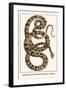 Garden Tree Boa from Paraguay, Amazon-Albertus Seba-Framed Art Print