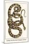 Garden Tree Boa from Paraguay, Amazon-Albertus Seba-Mounted Art Print