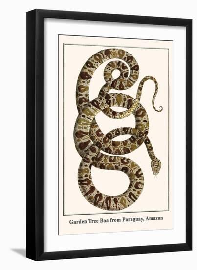 Garden Tree Boa from Paraguay, Amazon-Albertus Seba-Framed Art Print