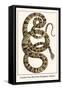 Garden Tree Boa from Paraguay, Amazon-Albertus Seba-Framed Stretched Canvas