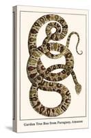 Garden Tree Boa from Paraguay, Amazon-Albertus Seba-Stretched Canvas