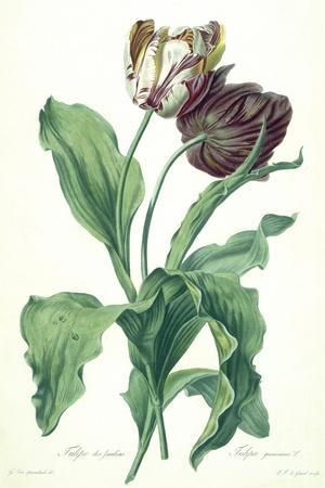 https://imgc.allpostersimages.com/img/posters/garden-tulip-from-opera-botanica-engraved-by-le-grand-published-1760s_u-L-Q1NHV550.jpg?artPerspective=n