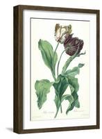 Garden Tulip, from 'Opera Botanica', Engraved by Le Grand, Published 1760s-Gerard Van Spaendonck-Framed Giclee Print