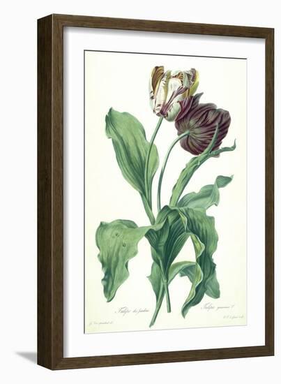 Garden Tulip, from 'Opera Botanica', Engraved by Le Grand, Published 1760s-Gerard Van Spaendonck-Framed Giclee Print