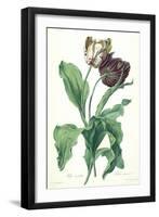 Garden Tulip, from 'Opera Botanica', Engraved by Le Grand, Published 1760s-Gerard Van Spaendonck-Framed Giclee Print