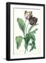 Garden Tulip, from 'Opera Botanica', Engraved by Le Grand, Published 1760s-Gerard Van Spaendonck-Framed Giclee Print