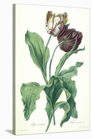 Garden Tulip, from 'Opera Botanica', Engraved by Le Grand, Published 1760s-Gerard Van Spaendonck-Stretched Canvas