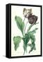 Garden Tulip, from 'Opera Botanica', Engraved by Le Grand, Published 1760s-Gerard Van Spaendonck-Framed Stretched Canvas