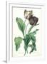 Garden Tulip, from 'Opera Botanica', Engraved by Le Grand, Published 1760s-Gerard Van Spaendonck-Framed Giclee Print