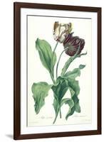 Garden Tulip, from 'Opera Botanica', Engraved by Le Grand, Published 1760s-Gerard Van Spaendonck-Framed Giclee Print