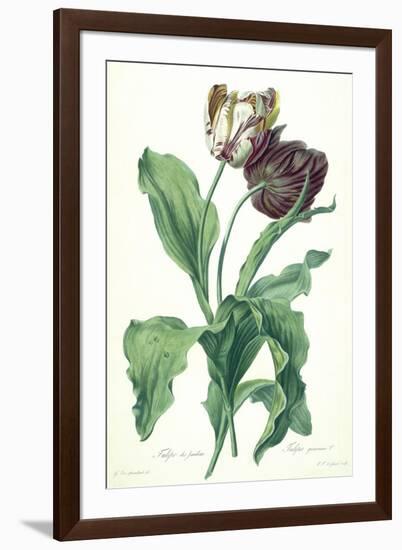 Garden Tulip, from 'Opera Botanica', Engraved by Le Grand, Published 1760s-Gerard Van Spaendonck-Framed Giclee Print