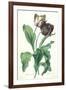 Garden Tulip, from 'Opera Botanica', Engraved by Le Grand, Published 1760s-Gerard Van Spaendonck-Framed Giclee Print