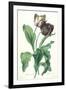 Garden Tulip, from 'Opera Botanica', Engraved by Le Grand, Published 1760s-Gerard Van Spaendonck-Framed Giclee Print