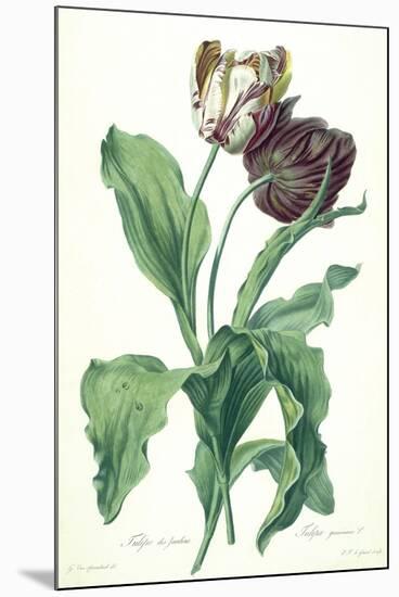 Garden Tulip, from 'Opera Botanica', Engraved by Le Grand, Published 1760s-Gerard Van Spaendonck-Mounted Giclee Print