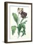 Garden Tulip, from 'Opera Botanica', Engraved by Le Grand, Published 1760s-Gerard Van Spaendonck-Framed Premium Giclee Print