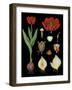 Garden Tulip-null-Framed Giclee Print