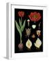 Garden Tulip-null-Framed Giclee Print