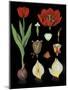 Garden Tulip-null-Mounted Giclee Print