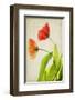 Garden Tulips-Judy Stalus-Framed Art Print