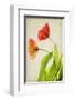 Garden Tulips-Judy Stalus-Framed Art Print