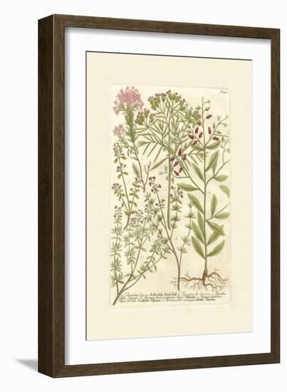 Garden Varietals I-Johann Wilhelm Weinmann-Framed Art Print