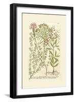 Garden Varietals I-Johann Wilhelm Weinmann-Framed Art Print