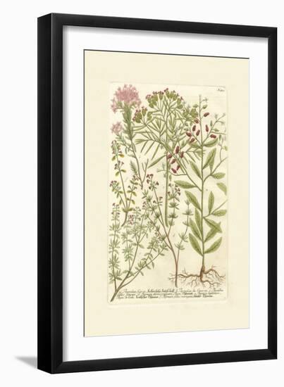 Garden Varietals I-Johann Wilhelm Weinmann-Framed Art Print